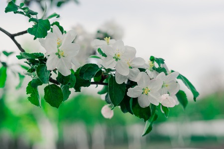 Beautiful blooming apple trees in spring park close up