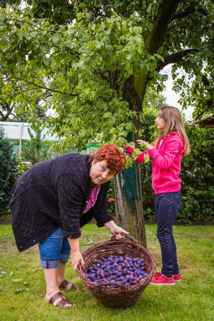 Mature woman with girl picking plums in the gardenの写真素材