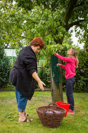Mature woman with girl picking plums in the gardenの写真素材