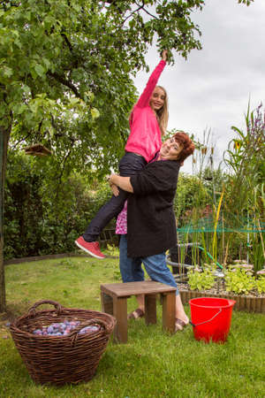 Mature woman with girl picking plums in the gardenの写真素材