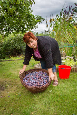 Matore woman in the garden with basket of plums の写真素材
