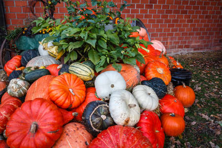 A lot of various pumpkins  next to a cooking pot, photographed at duskの写真素材