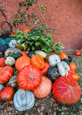 A lot of various pumpkins  next to a cooking pot, photographed at duskの写真素材