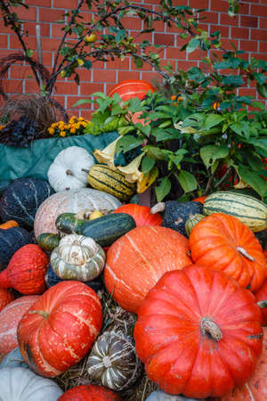 A lot of various pumpkins  next to a cooking pot, photographed at duskの写真素材