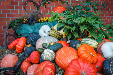 A lot of various pumpkins  next to a cooking pot, photographed at duskの写真素材