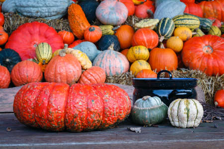 A lot of various pumpkins  next to a cooking pot, photographed at duskの写真素材