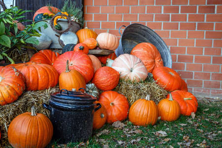 A lot of various pumpkins  next to a cooking pot, photographed at duskの写真素材