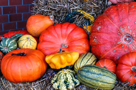A lot of various pumpkins  photographed at duskの写真素材