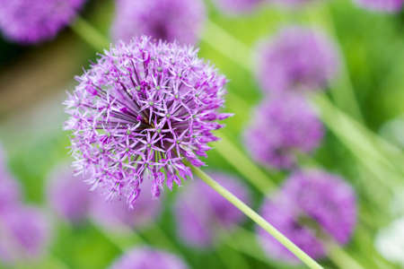 Purple flower of Allium giganteumの写真素材