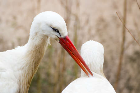 Two white storks  Ciconia ciconia  in love,close up