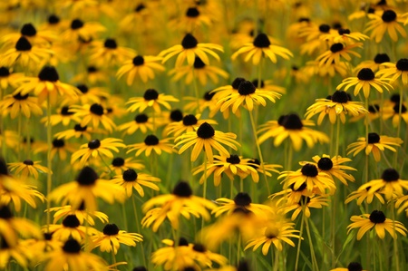 flower meadowの写真素材