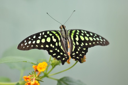 swallowtail butterflyの写真素材