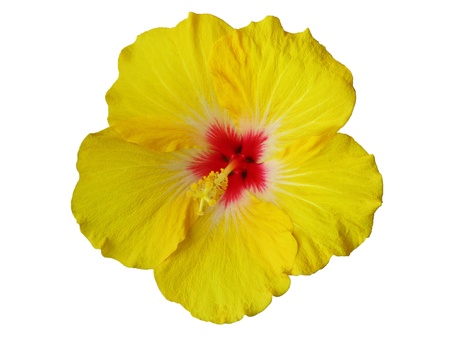 hibiscusの写真素材