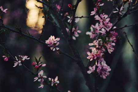 Pink almond tree flowers close-up with blurry dark background and bokeh