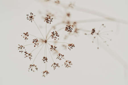 Withered small flowers of brown color close up on white snow with blurred backgroundの写真素材