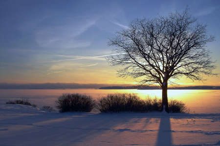 Winter sunset and the treeの写真素材