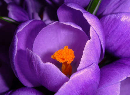 Crocus. Lilac flower.の写真素材