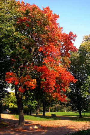 Autumn tree in parkの写真素材