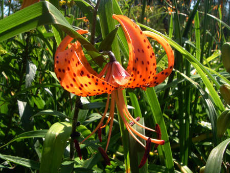 Flower. Tigress Lilyの写真素材