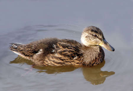  The small duck floats in lake water          の写真素材