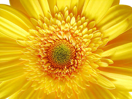  Yellow gerber flower close-up background                              の写真素材