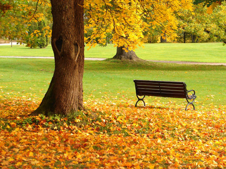 Bench and oak in city park in the autumn                               の写真素材
