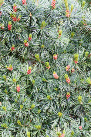 Pine with Conesの写真素材