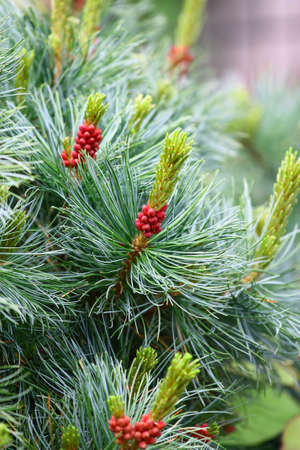 Pine with Cones natural backgroundの写真素材