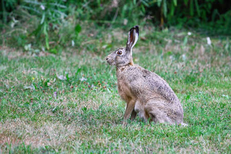 Brown Hare sits quietly in the grass