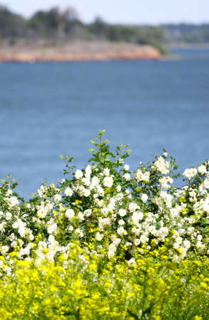 View of Finland Gulf with white yellow flowers in the foregroundの写真素材