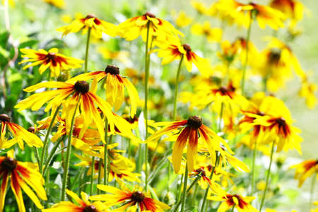 Yellow flowersの写真素材