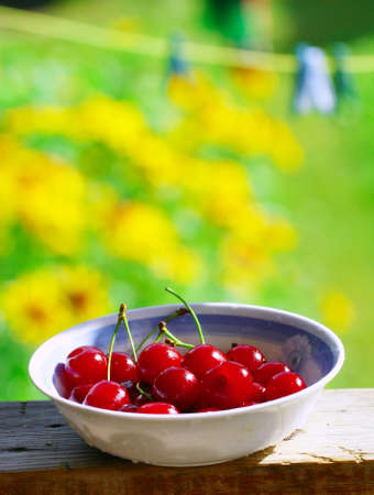 Sweet red cherries. Freshly picked heap of cherriesの写真素材