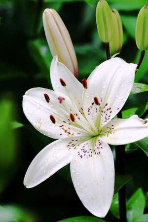 White lily flower splashed with raindropsの写真素材