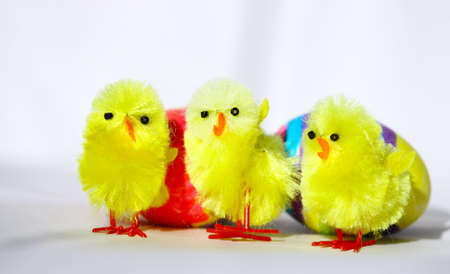 Three Easter Chickenの写真素材