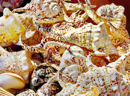 Seashells background 