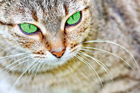 Beautiful striped cat with green eyes. Adult gray tabby cat is outdoorの写真素材