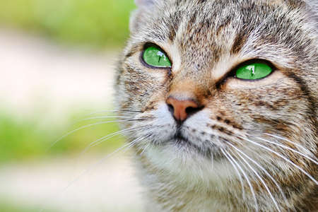 Beautiful striped cat with green eyes. Adult gray tabby cat is outdoorの写真素材
