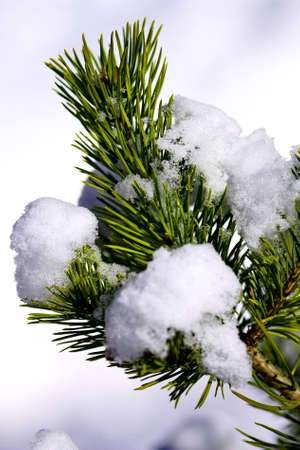 Pine tree covered with frost, blue toned