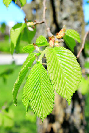 Fresh green leaves in forest. Close up