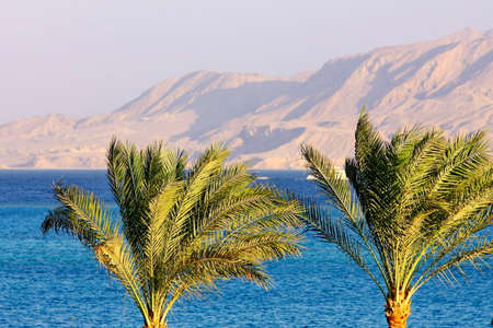 Palm trees, Red Sea and mount background