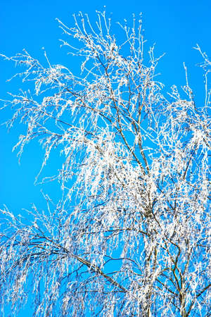 Winter tree covered with frost against blue skyの写真素材