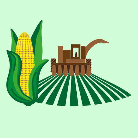 Vector agriculture illustration of a field of corn harvesterのイラスト素材