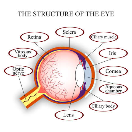Scheme the structure of the human eye, vector illustration.のイラスト素材