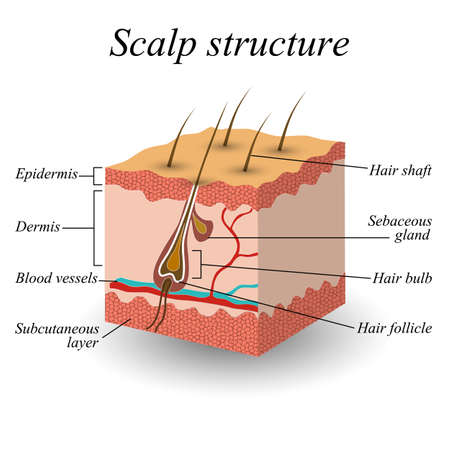 The structure of the hair scalp, anatomical training poster vector illustration.のイラスト素材