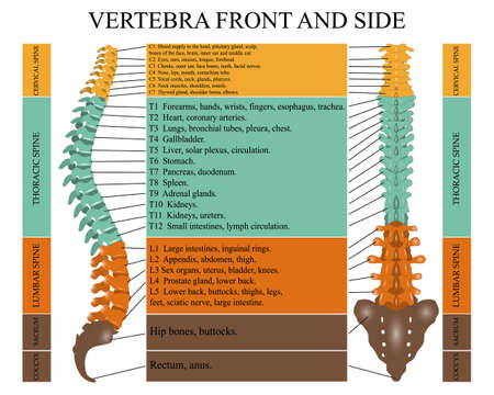 Diagram of a human spine illustrationのイラスト素材