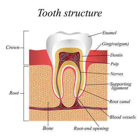 Tooth structure, training medical anatomical poster. Vector illustration.のイラスト素材