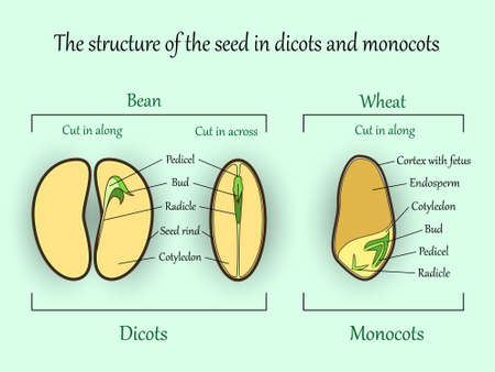 Vector education botany banner, structure monocot and dicot plant seeds in a cut sections. Agricultural biology soil and ecolody science illustration.のイラスト素材