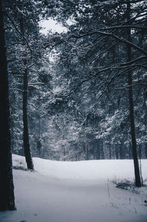 snow in a forestの写真素材