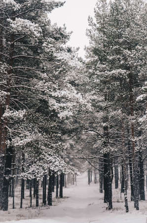 Winter in Latvia