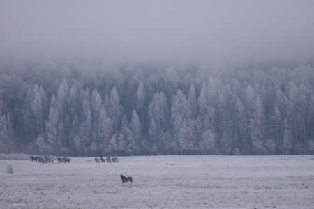 winter wonderlandの写真素材